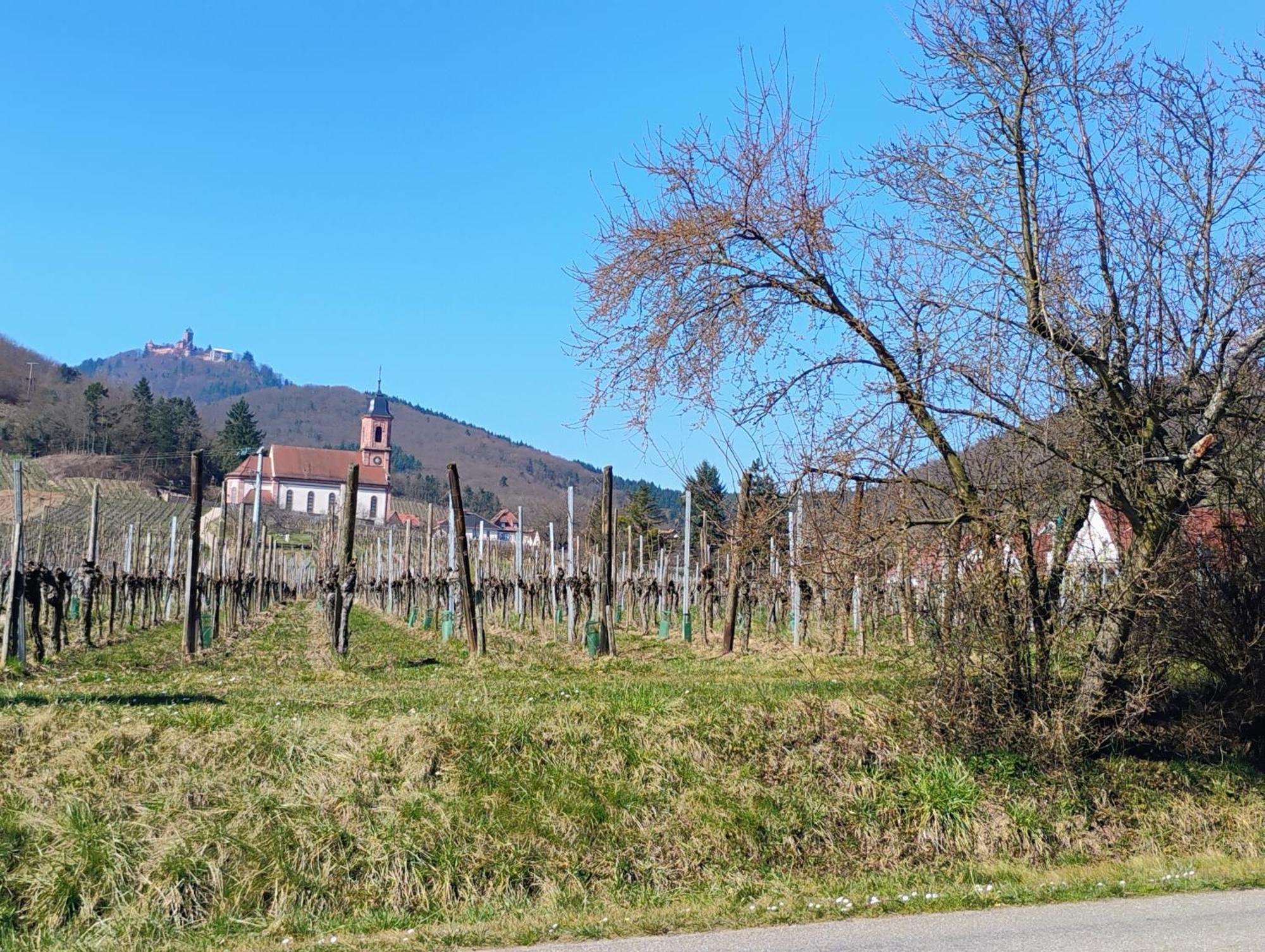 Gite Le Marronnier - Au Calme - Parking & Terrasse - Pres De Colmar Et Riquewihr - Route Des Vins Шатнуа Экстерьер фото