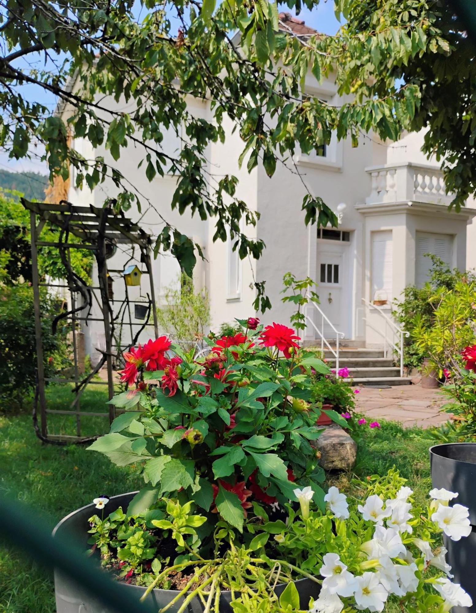 Gite Le Marronnier - Au Calme - Parking & Terrasse - Pres De Colmar Et Riquewihr - Route Des Vins Шатнуа Экстерьер фото